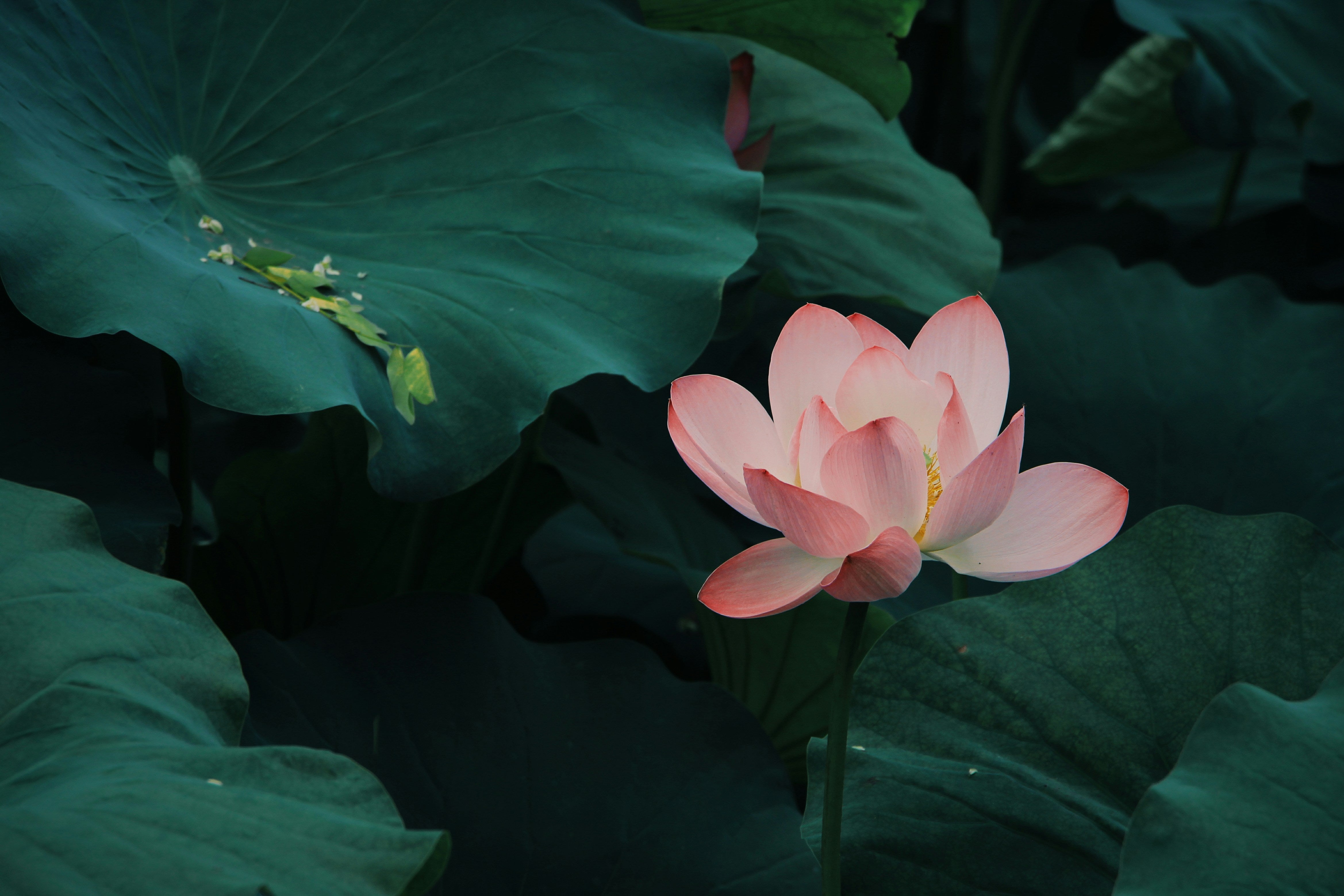 Hardy vs. Tropical Water Plants: What’s Best for Your Pond?